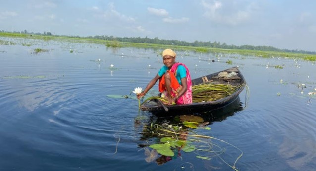 গাজীপুরে ৫ শতাধিক পরিবার শাপলা বিক্রি করে জীবিকা নির্বাহ