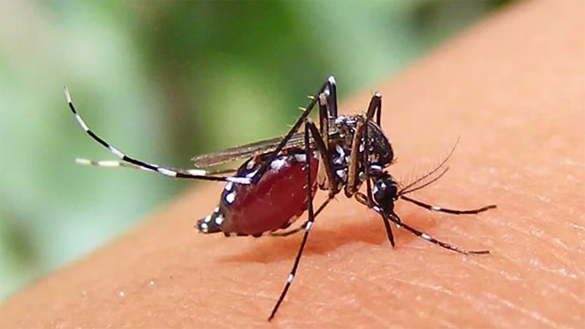 ডেঙ্গুতে আরও ৯ জনের মৃত্যু